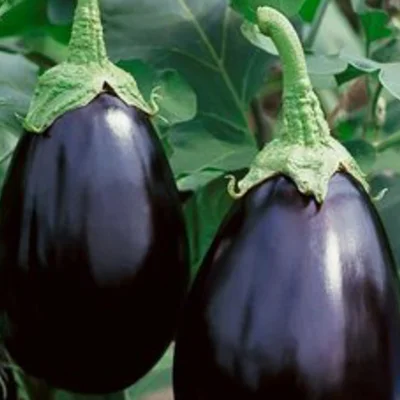 [10P100] Aubergine Black Beauty