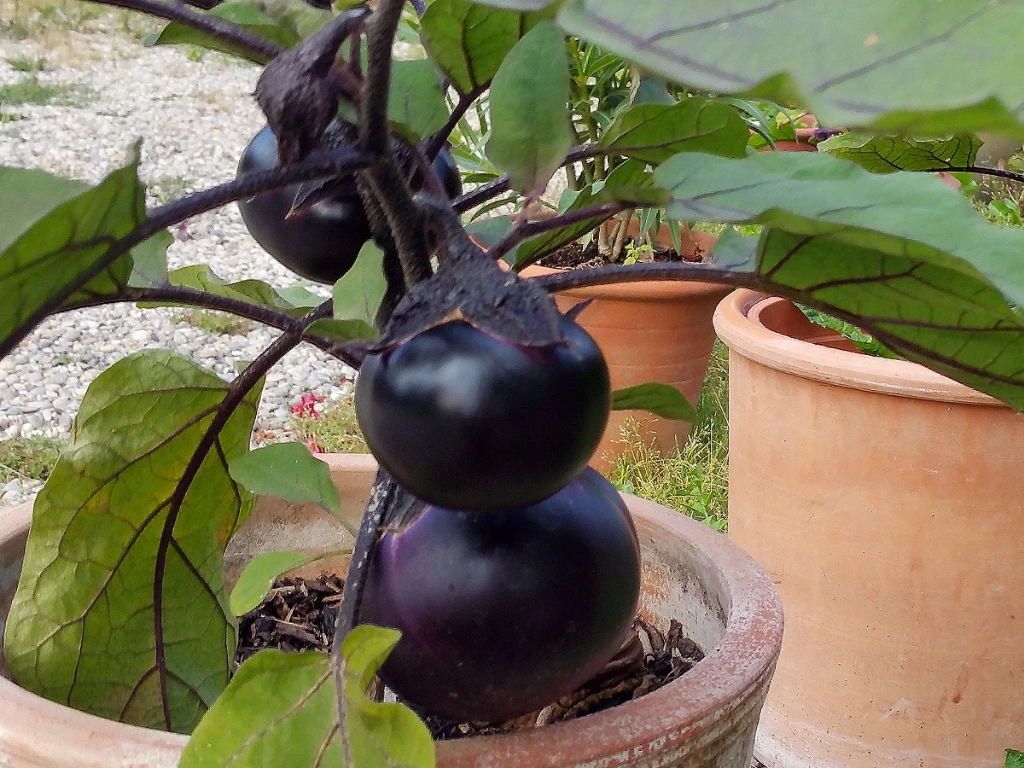 [10P101] Aubergine Obsidien