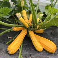 [11P105] Courgette Jaune