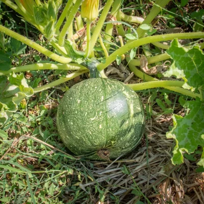 [11P106] Courgette Ronde de Nice
