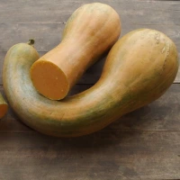 [12P110] Courge musquée Longue de Nice