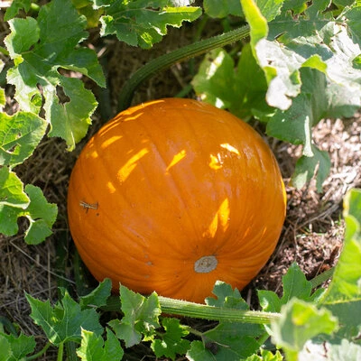 [12P115] Potiron Jack o Lantern