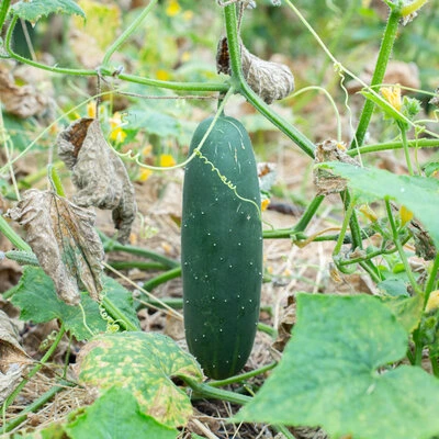 [13P117] Concombre Marketmore