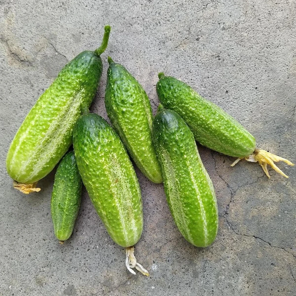 Cornichon
