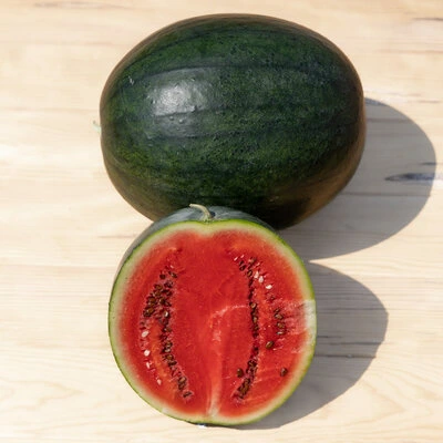 [14P125] Pastèque Sugar Baby