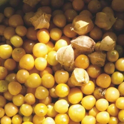 [15P126] Physalis Aunt Molly