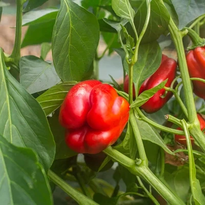 Poivron King of the North