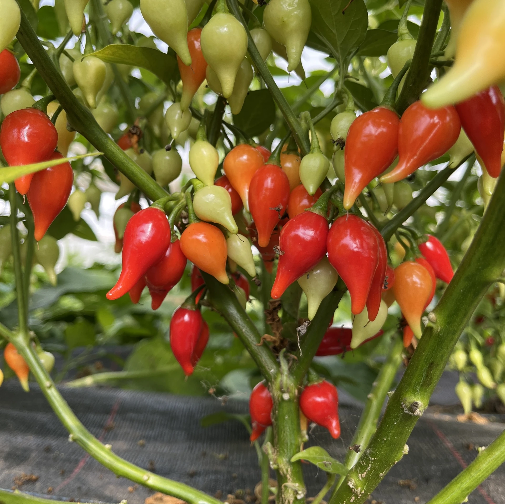 [16P130] Piment Biquinho rouge