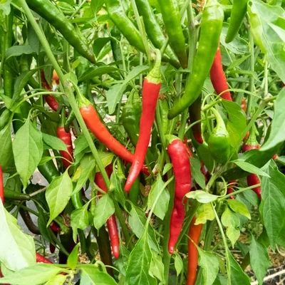 [16P132] Piment de Cayenne