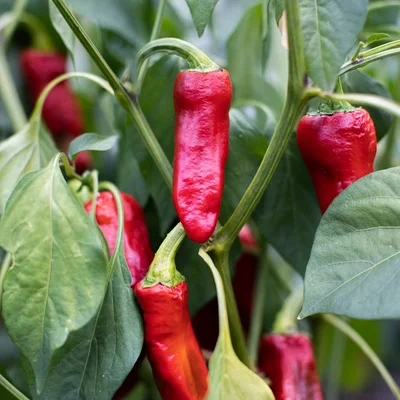 [16P133] Piment Espelette