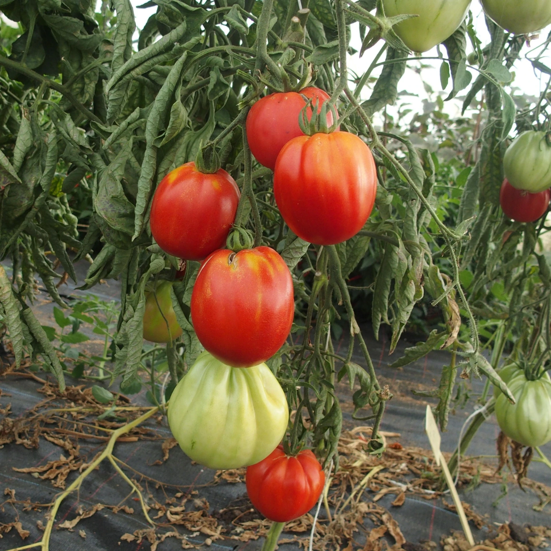 [17P137] Tomate Coeur de boeuf de Nice