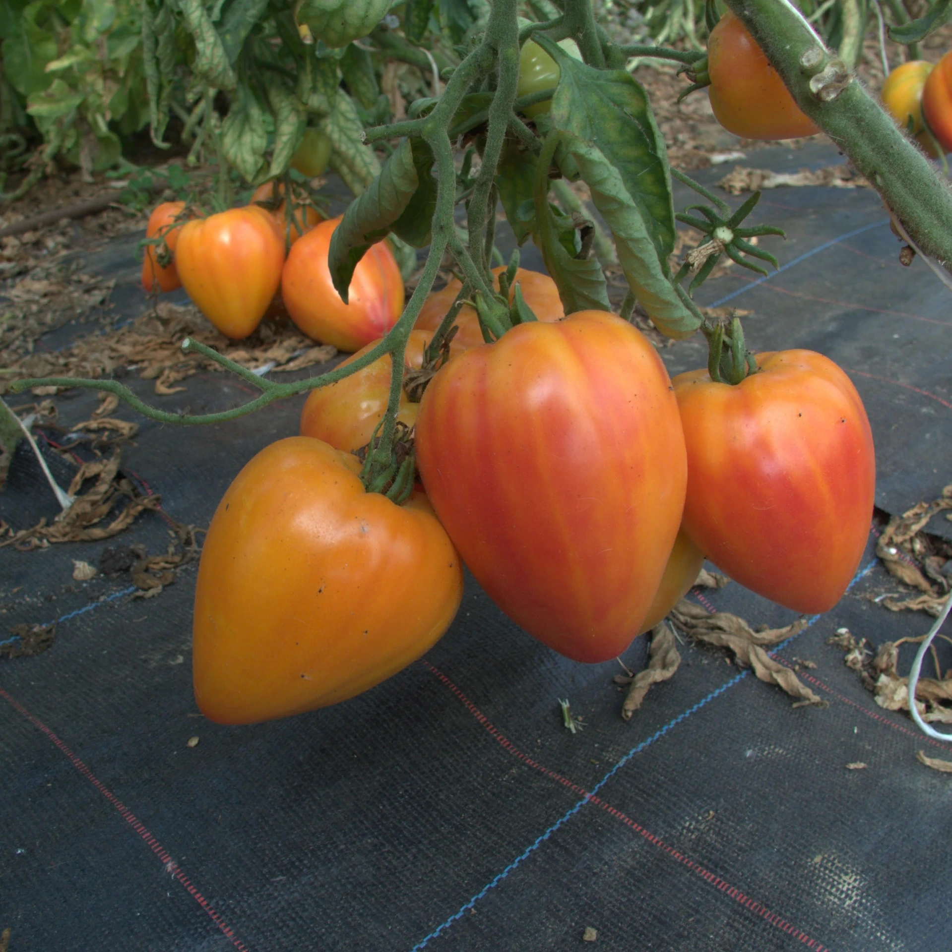 [17P138] Tomate Coeur de boeuf orange