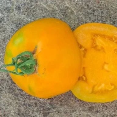 [17P141] Tomate Jaune de Belgique