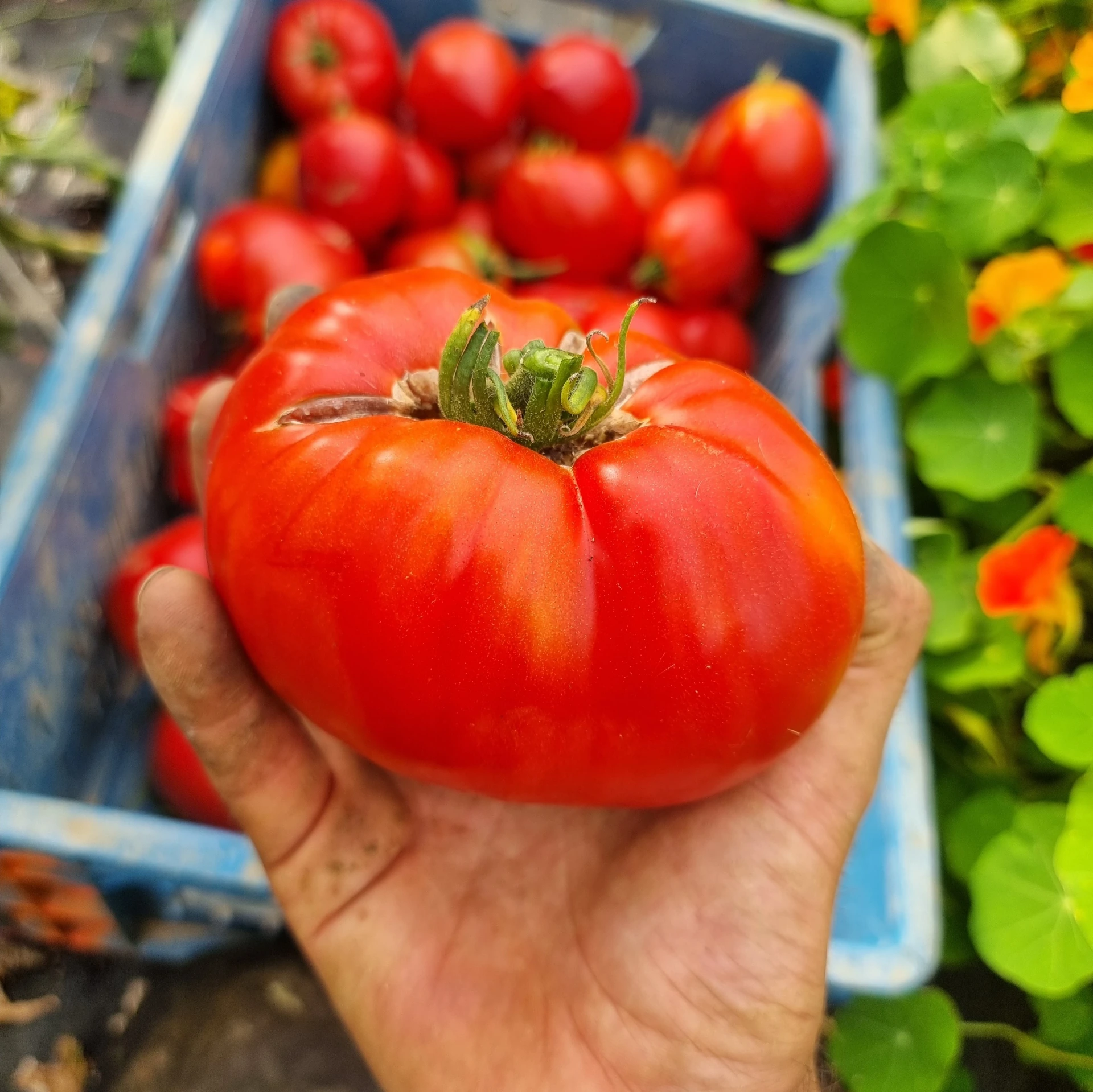 [17P142] Tomate Marmande