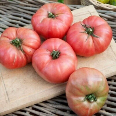 [17P144] Tomate Rose de Berne