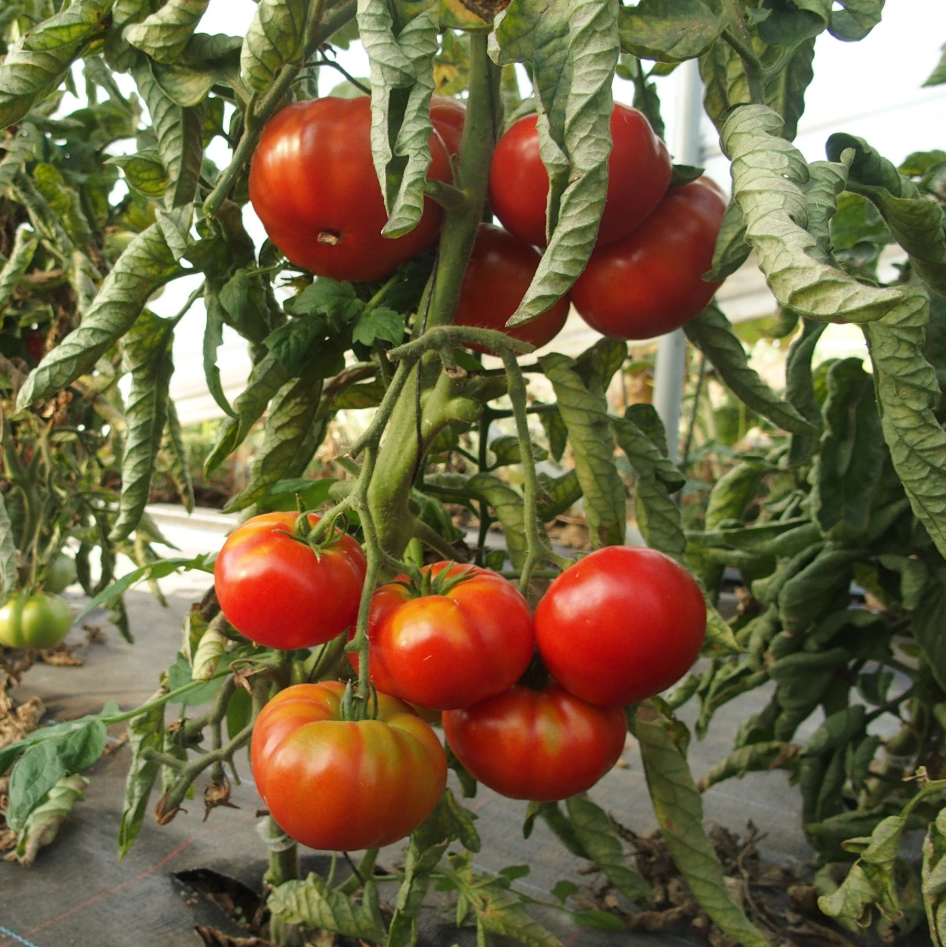 [17P145] Tomate Rouge de namur