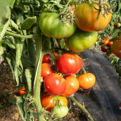 Tomate Triomphe de Liège