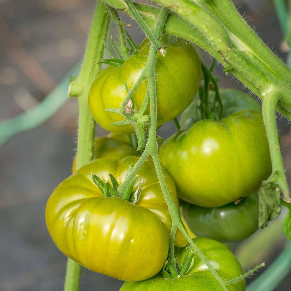 Tomate Verte de Huy