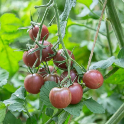 [18P153] Tomate cerise Black Cherry