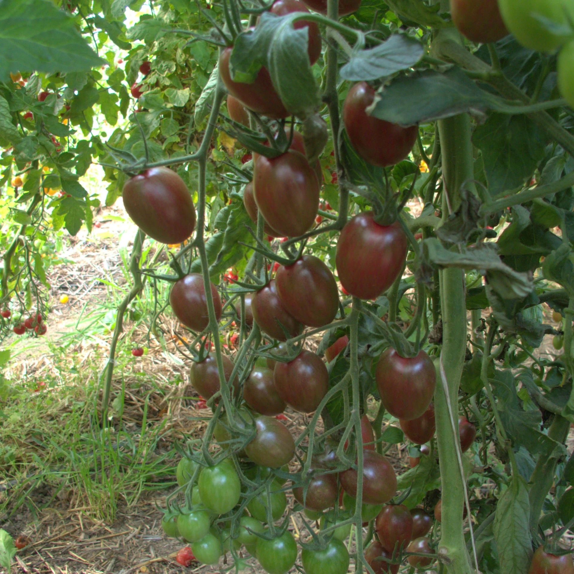 Tomate cerise Preale noire