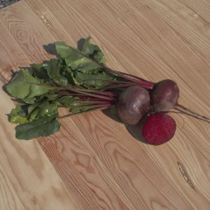 [19P162] Betterave rouge Ronde de Détroit - 8 mottes