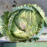 [19P163] Chou vert frisé de Lorient - 8 mottes