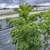 [19P164] Chou kale Grand vert du Nord - 8 mottes