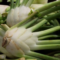 [19P167] Fenouil Di Sarno - 8 mottes