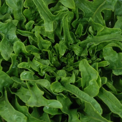 [19P168] Laitue à couper Radichetta - 8 mottes