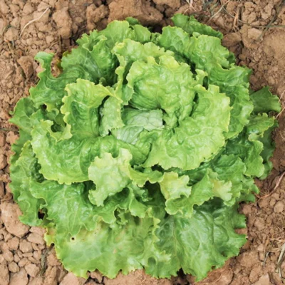 [19P169] Laitue batavia Dorée de Printemps - 8 mottes