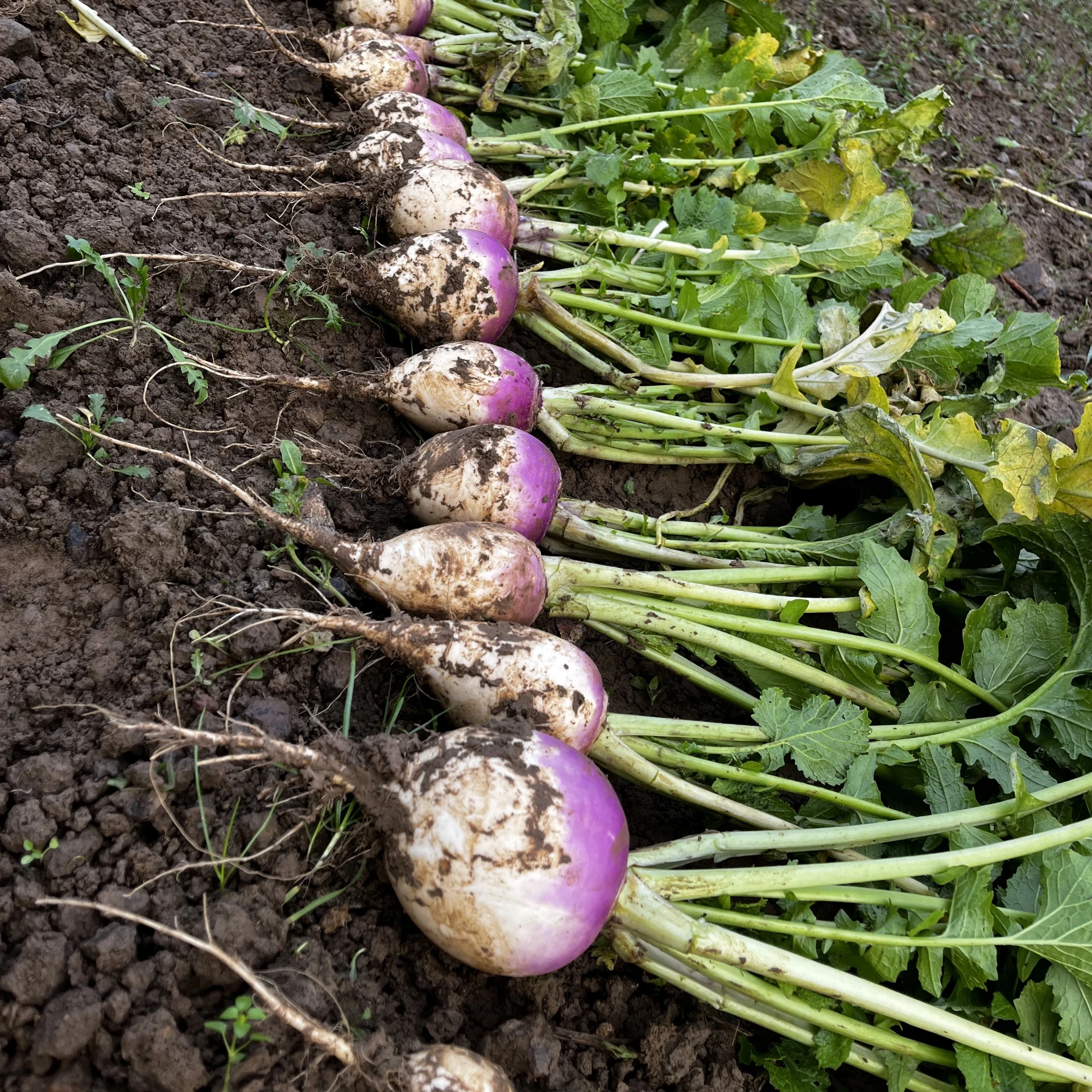 [19P172] Navet Blanc globe à collet violet - 8 mottes