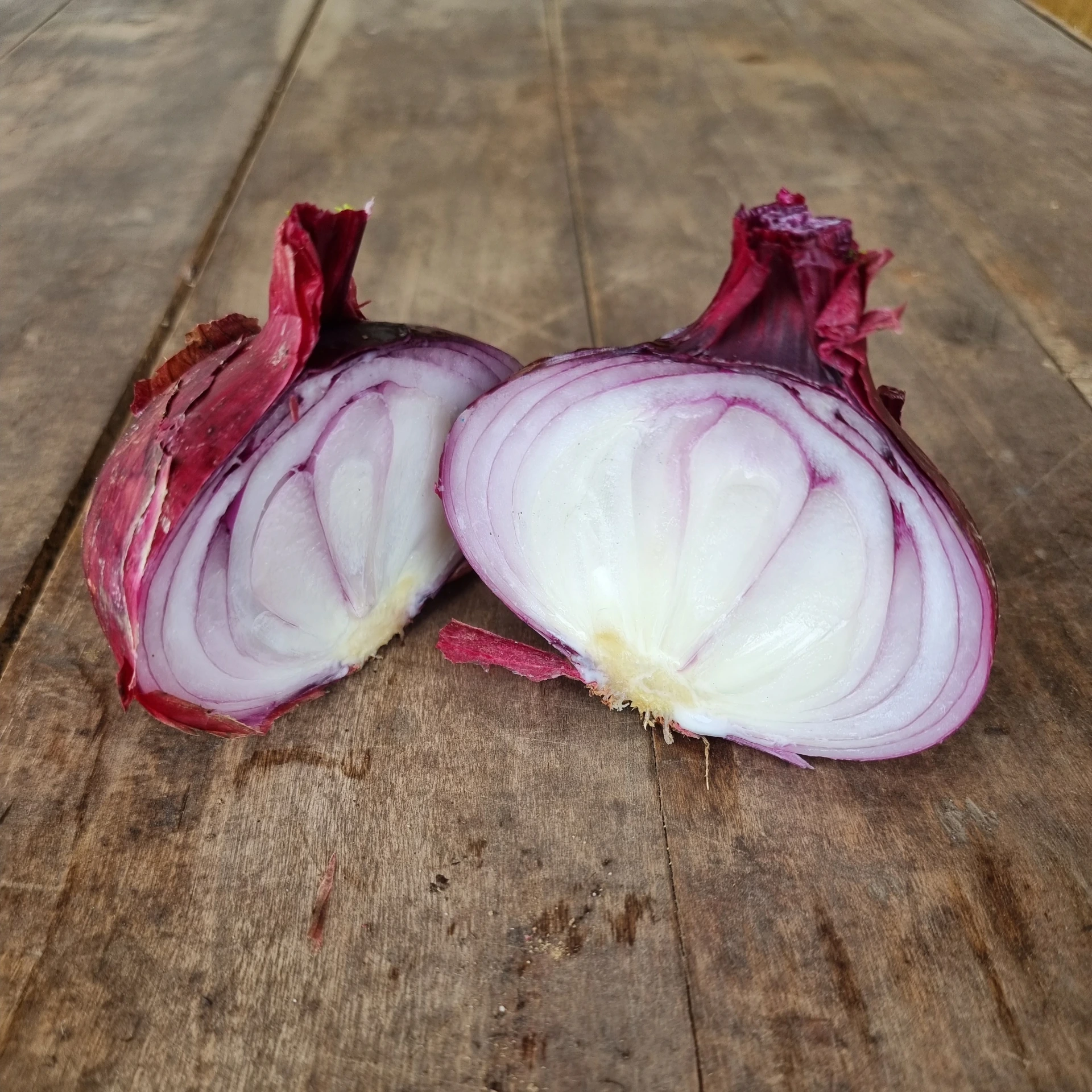 [19P173] Oignon Rouge de Huy - 8 mottes