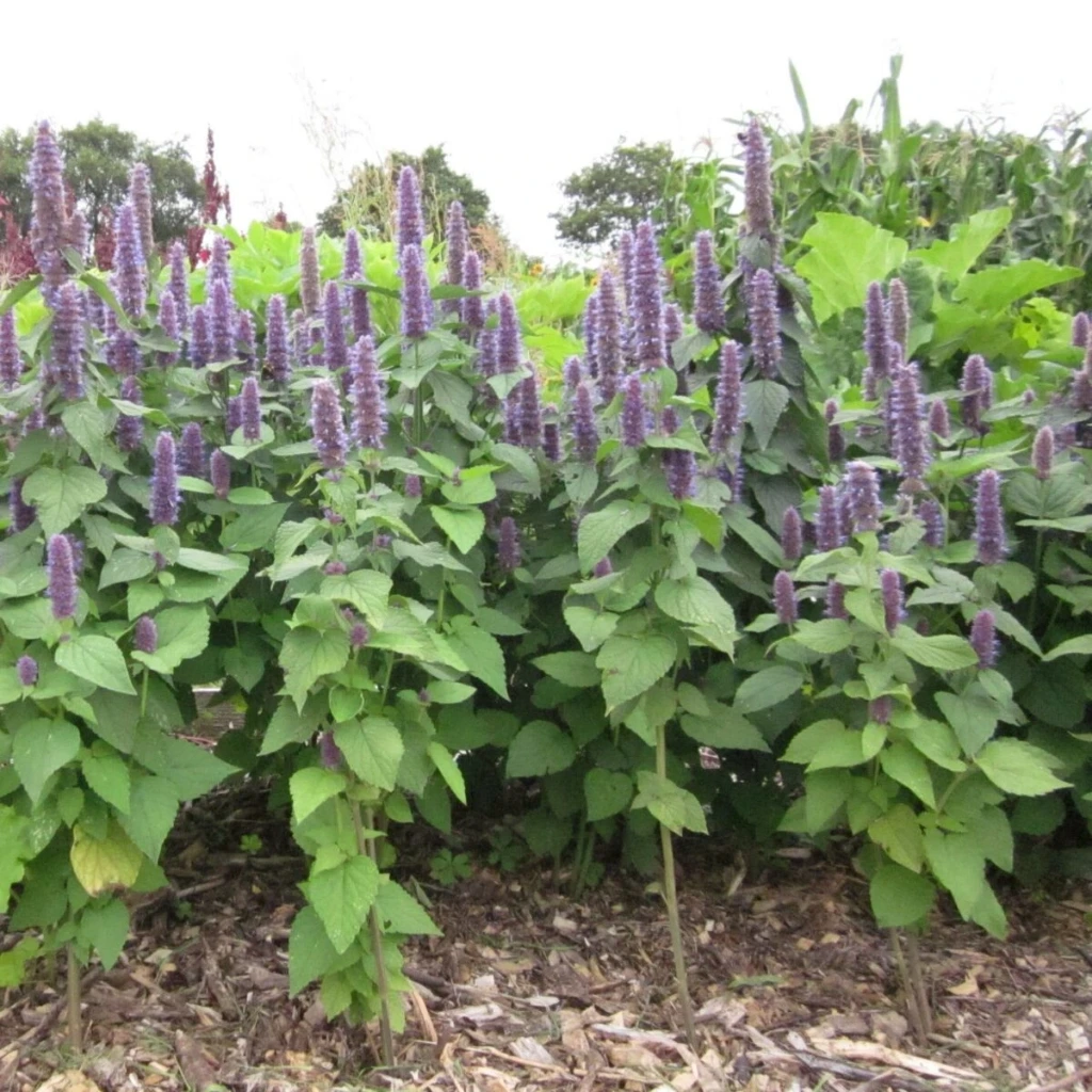 [20P177] Agastache Anisée