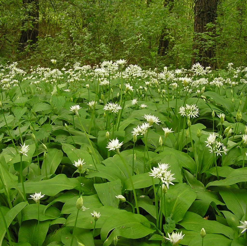 [20P178] Ail des ours