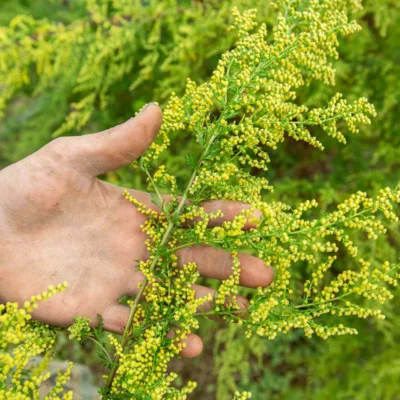 Artemisia annuelle