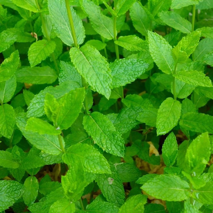 [20P187] Menthe Marrakech