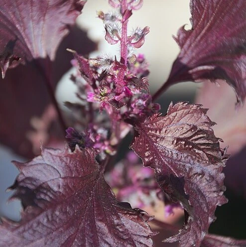 Perrila Shiso Pourpre