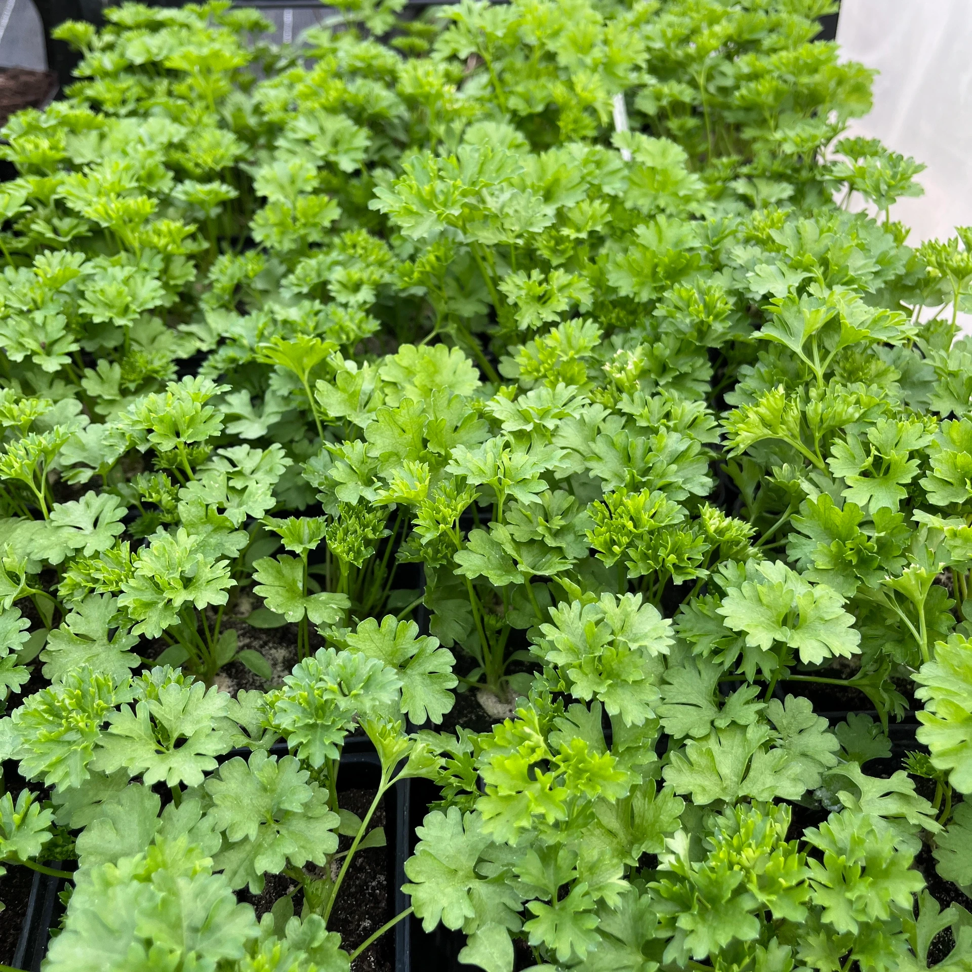 [20P190] Persil frisé Grüne perle