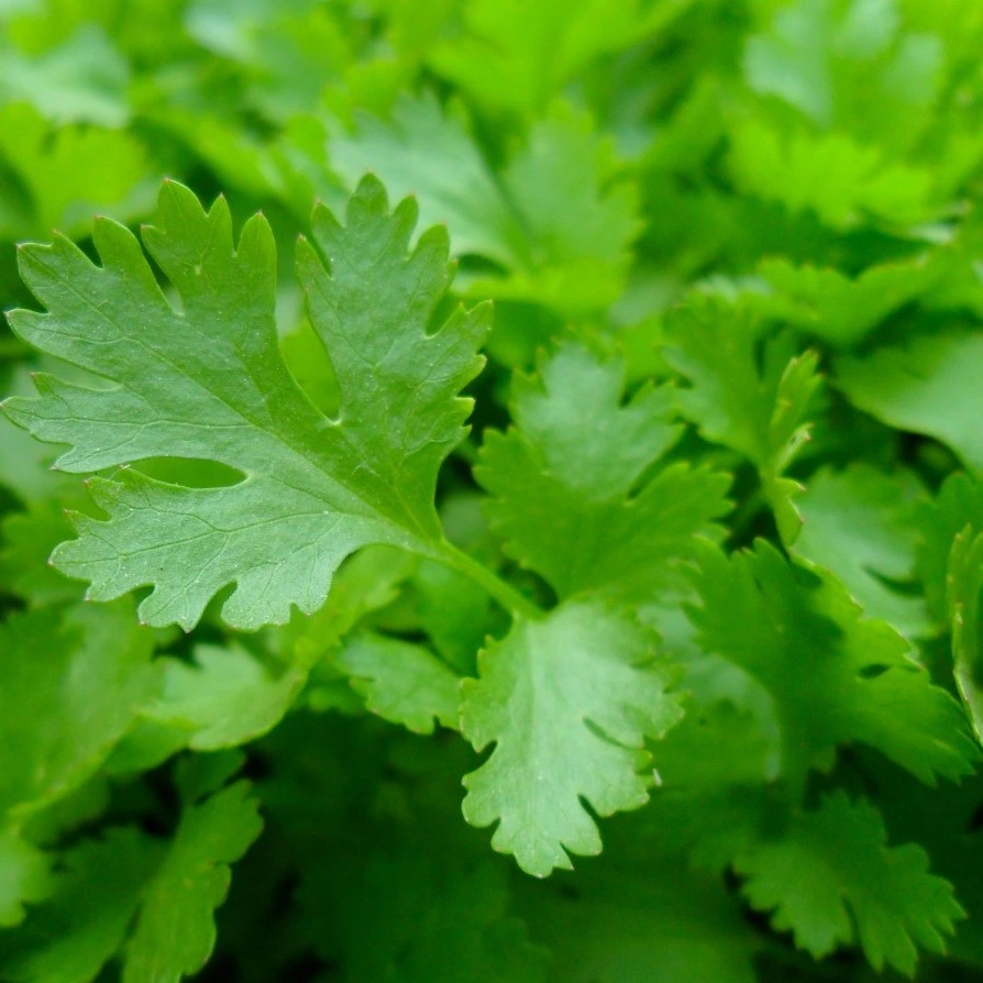 [20P191] Persil plat Géant d'Italie