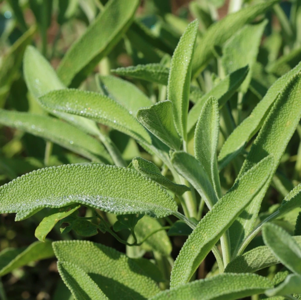 [20P192] Sauge officinale