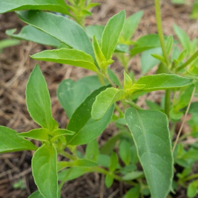 Basilic Citron