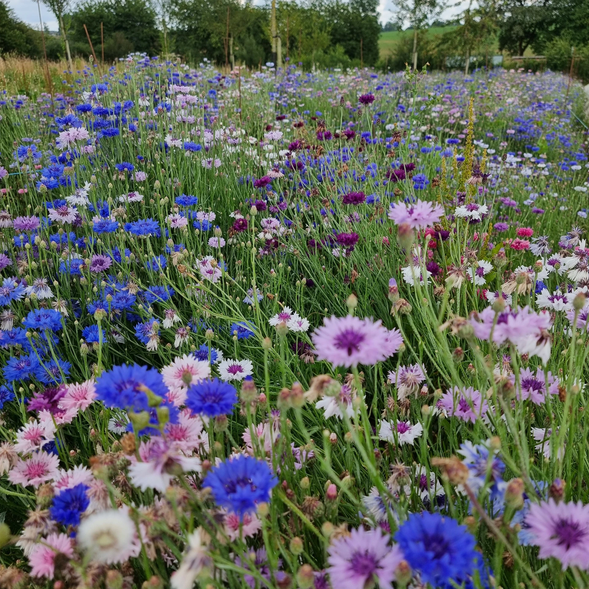 [21P196] Bleuet  en mélange de couleur