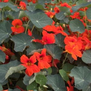 [21P197] Capucine naine Empress of India