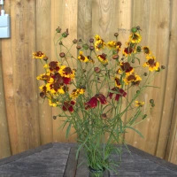 Coréopsis des Teinturiers