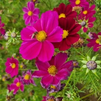 [21P200] Cosmos Versailles