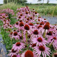 [22P201] Echinacée pourpre