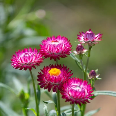 [21P203] Immortelle Monstruosum Tall Mix