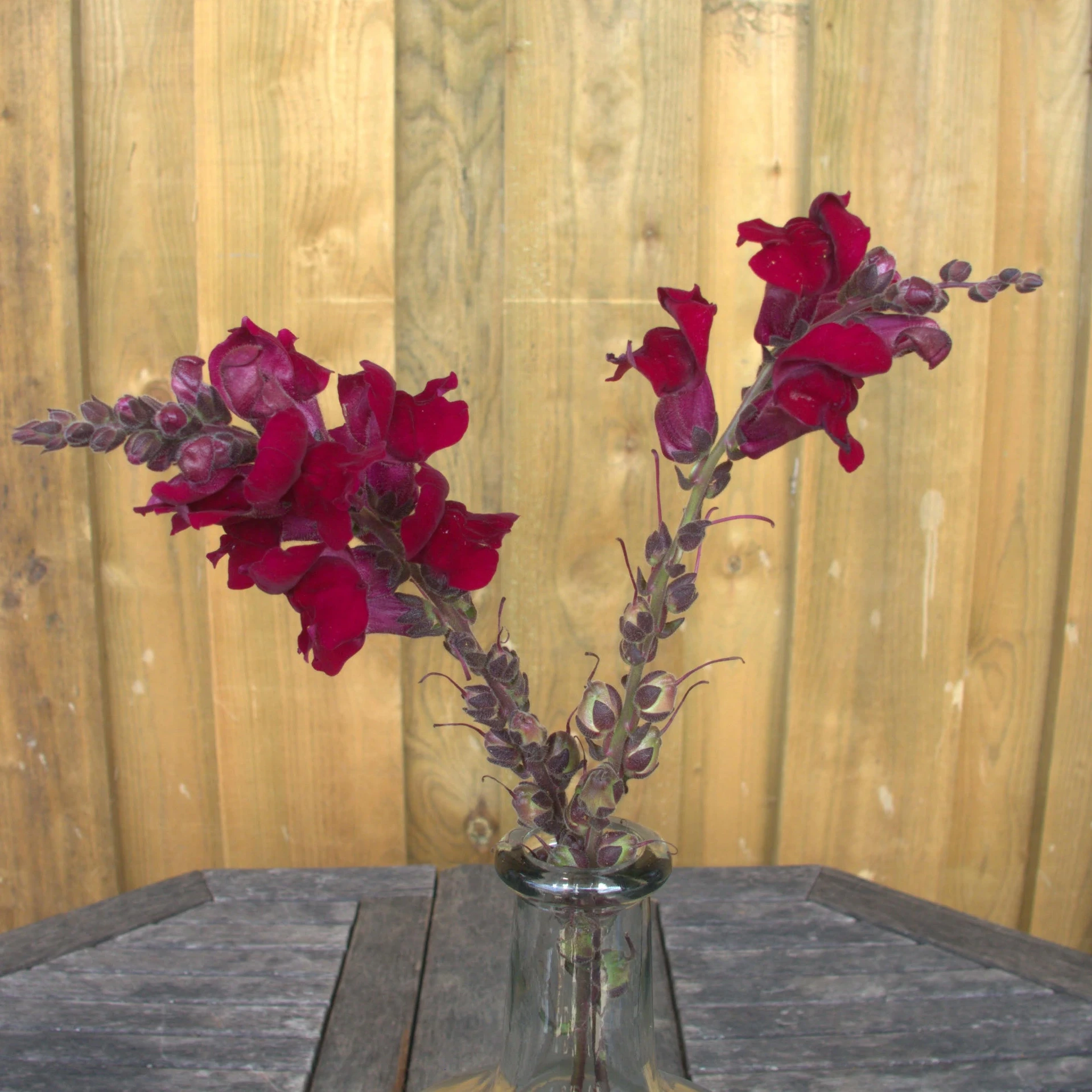 [22P206] Muflier Black Prince