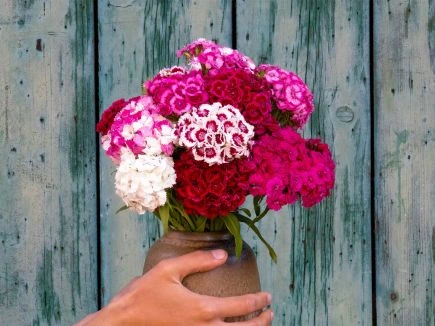 [22P207] Œillet de poète Sweet Williams