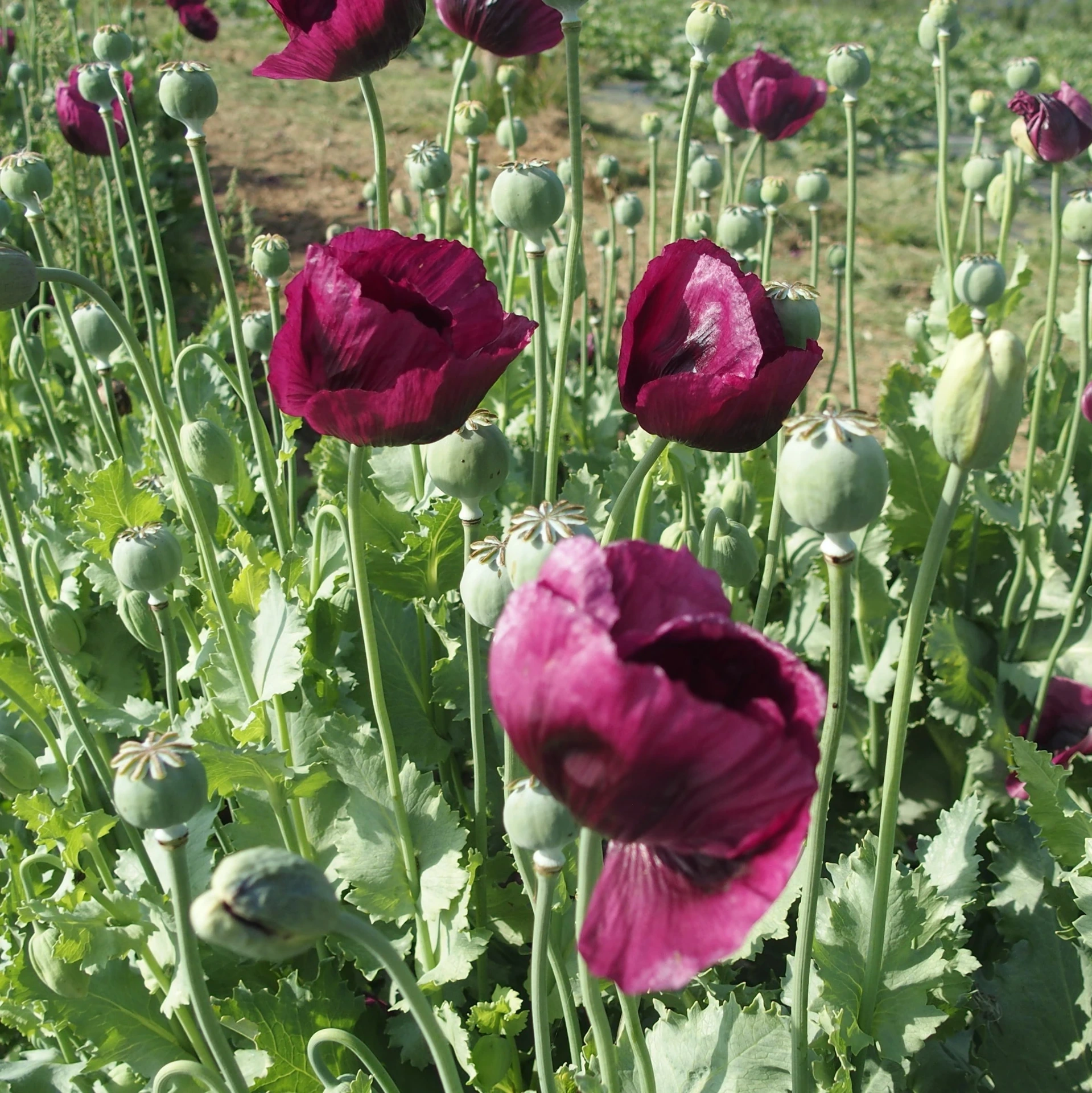 [21P208] Pavot Laureen's grape